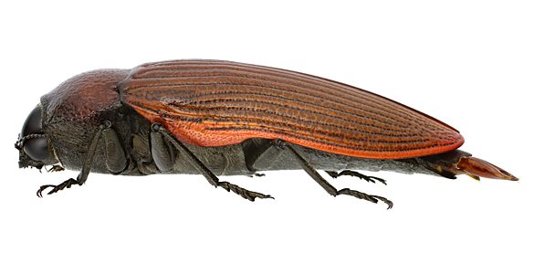 Temognatha parvicollis parvicollis, PL3538, male, EP, 40.7 × 16.1 mm